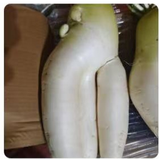 新鲜萝卜
